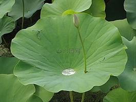 荷花,池塘,滴