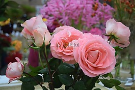 花,玫瑰,植物區(qū)系