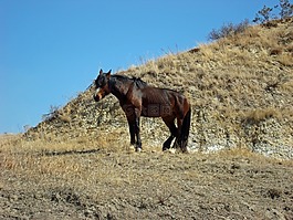 野性的馬,野生,走