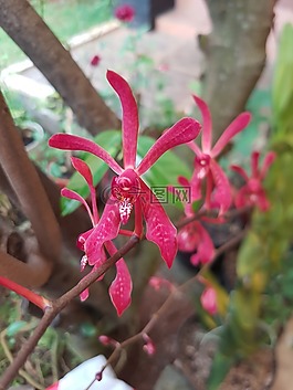 蘭花,紅色,異國情調(diào)