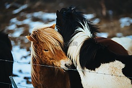 馬匹,小馬,動(dòng)物