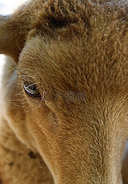 羊,眼,動物