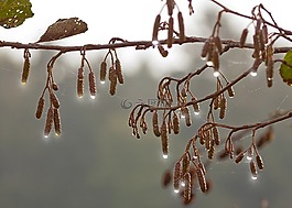 滴,秋季,榛子
