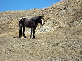 野性的馬,野生,走