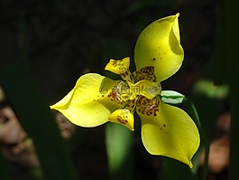 開花,黃色,巴厘島
