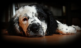 小狗,狗,動物