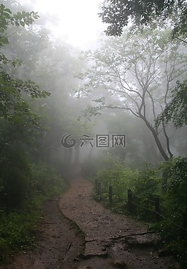 雾,森林,魔法的森林