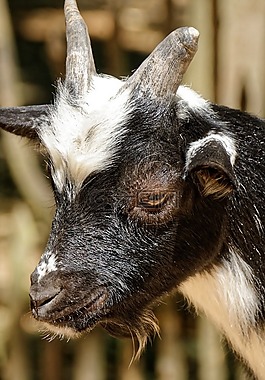 山羊,眼,動物
