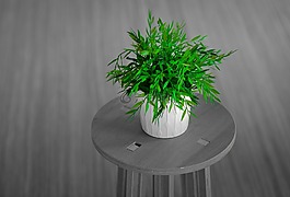 植物,房間,綠色