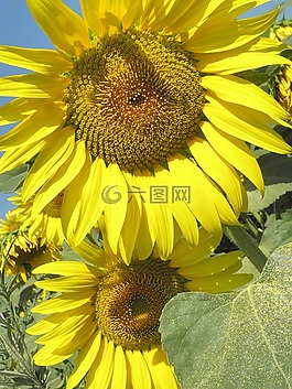 向日葵,夏季,顏色