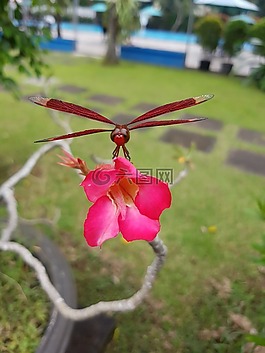 蜻蜓,紅色,花