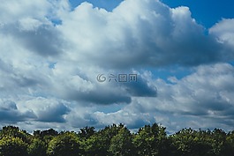 森林,葉子,天空