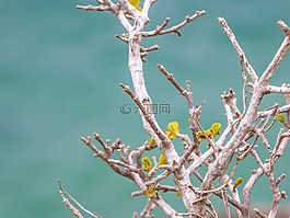 科,發(fā)動(dòng)機(jī),海