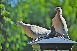 鴿子,鳥(niǎo),捉住了
