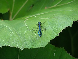 蜻蜓,昆蟲,宏