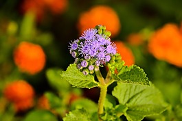 花卉,蔬菜花園,鮮花