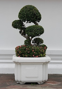盆景,树,bäumchen