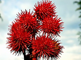 胶囊,穗葡萄,葫芦