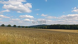 小麦,麦田,小麦的穗