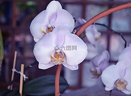 蘭花,鮮花,orquidea