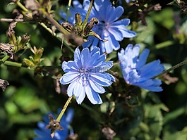 花,藍色,開花