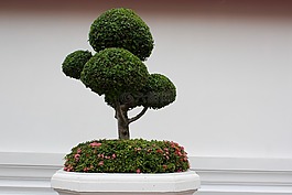 盆景,树,bäumchen