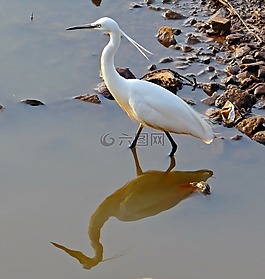 白鷺,鳥,野生動物