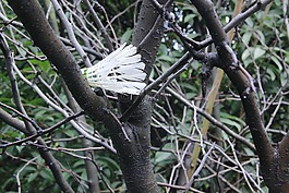 羽毛球,樹枝,校園