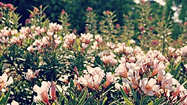 鮮花,粉紅色,花場(chǎng)