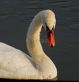 天鵝,鳥(niǎo),水禽