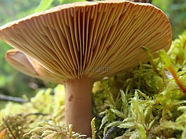 蘑菇,白,菌類