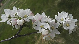蘋(píng)果樹(shù),白,白色的花