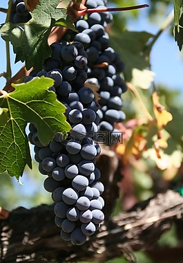 成熟的葡萄串,藤,陽光明媚