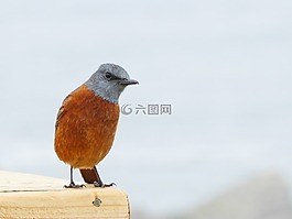 鳥,滑稽,橙