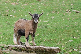 山羊,角,動物