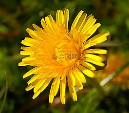 蒲公英,開花,黃色
