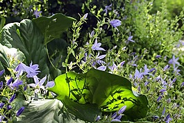 桔梗,花花園,鐘花溫室