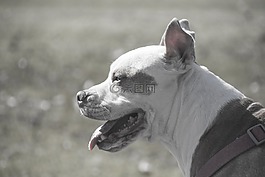 狗,動物