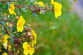 花,黃色,自然