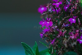 花,花園里的花,紫色