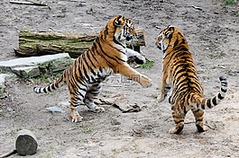 虎,動物園,貓