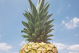 菠蘿,水果,熱帶