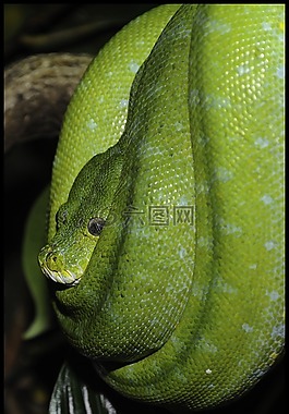 蛇,綠蛇,動(dòng)物園