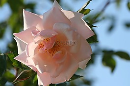 粉色,蓬勃發(fā)展,灌木