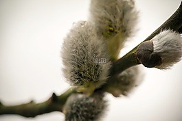 小貓,褪色柳,牧場