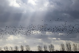 飛的鳥,天空,光