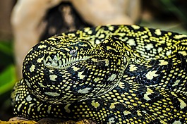 蛇,動(dòng)物園,宏