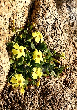 鮮花,性質(zhì),智利