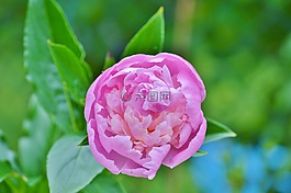牡丹,花,花花園