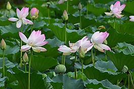 鮮花,蓮花,池